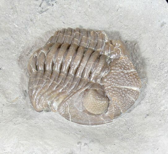 Long, Partially Enrolled Eldredgeops Trilobite - Ohio #50900